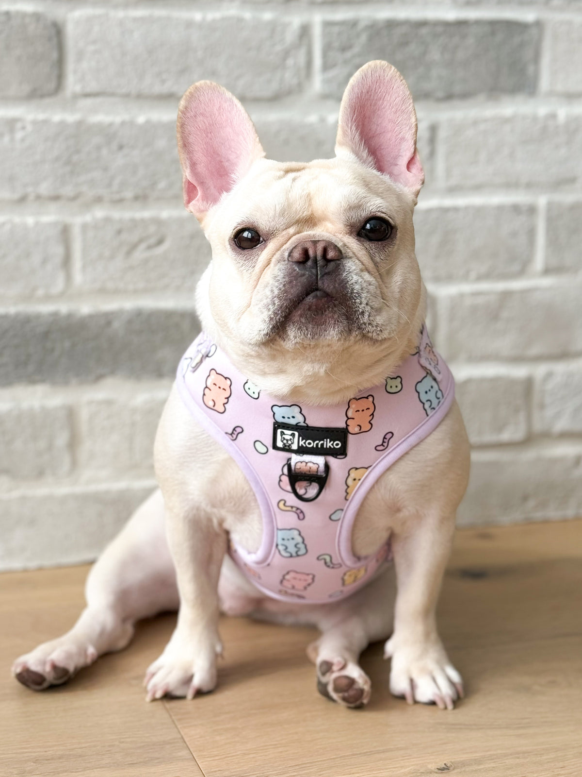 Moemoe bear dog harness deals