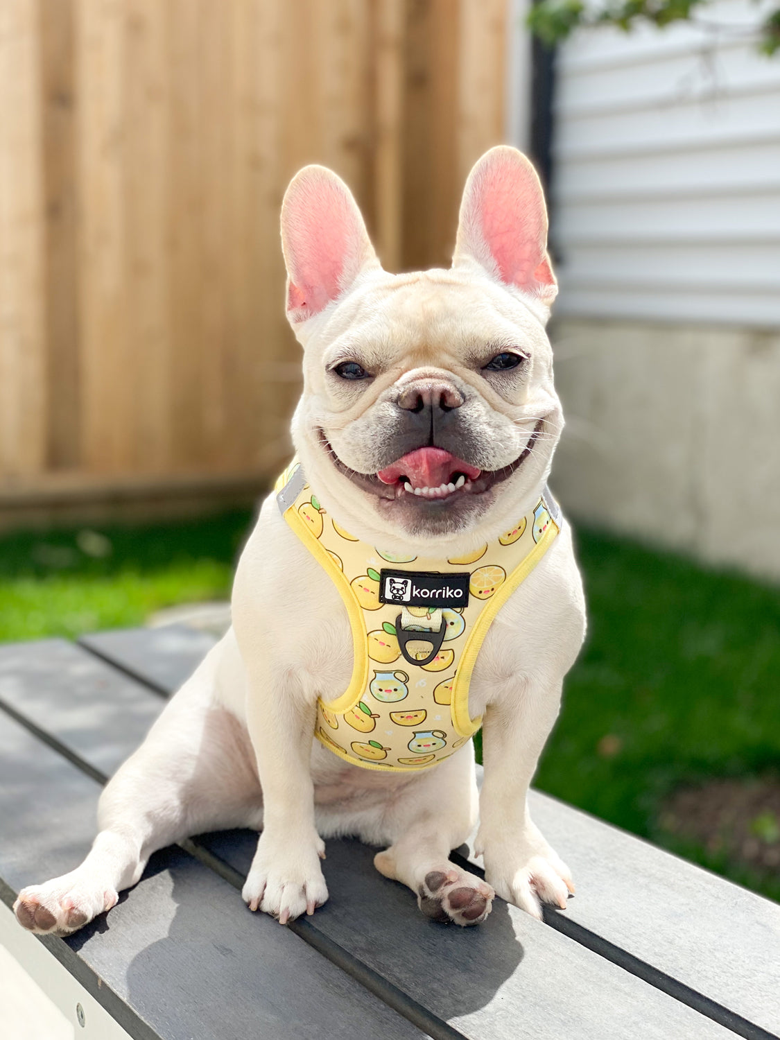 Step-In Dog Harness - Lemonade