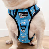 Ultimate Exploration No-Pull Harness Bundle Set - Shark (4-Piece)