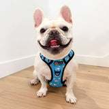 Ultimate Exploration No-Pull Harness Bundle Set - Shark (4-Piece)