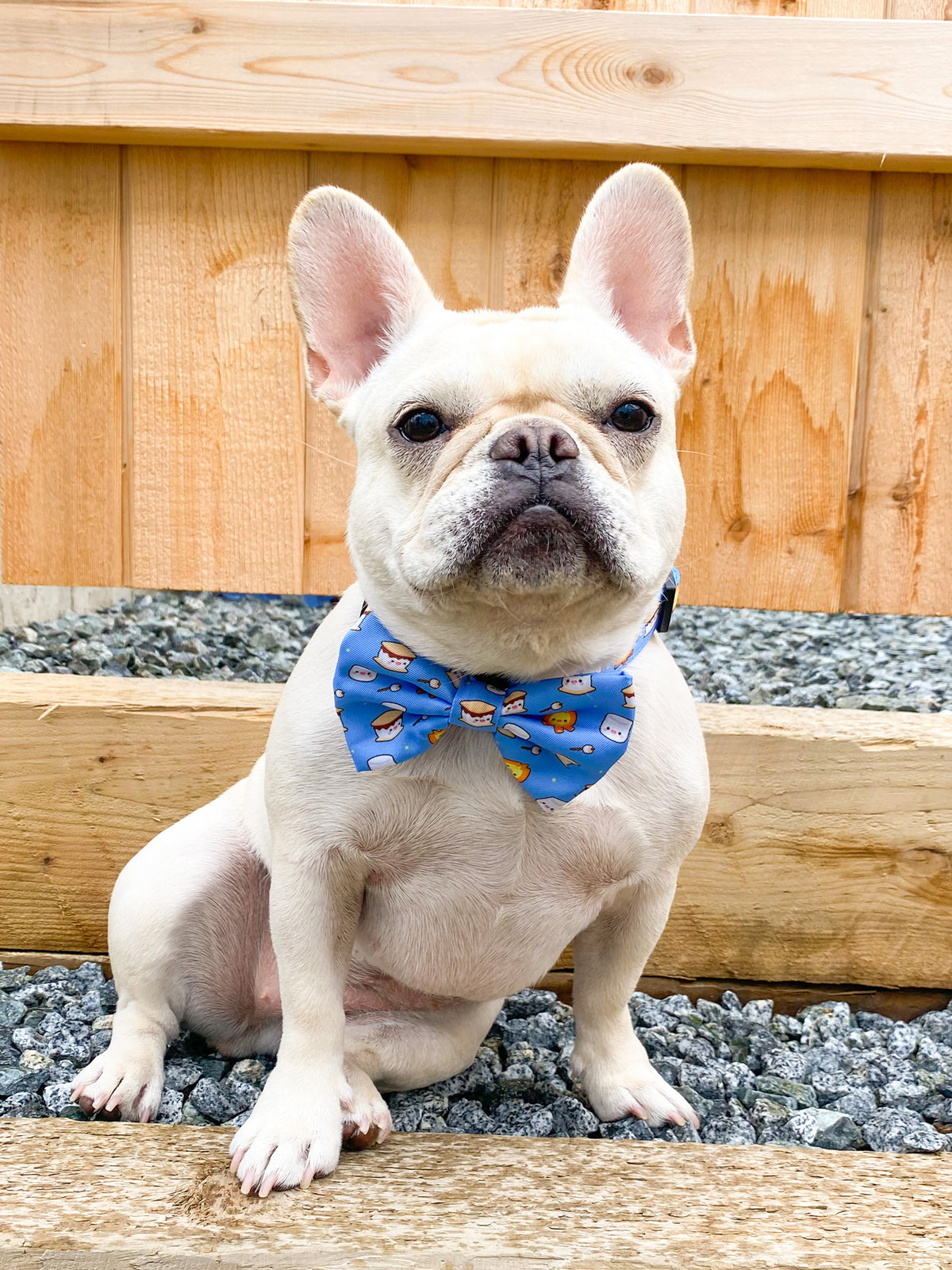 White dog deals bow tie