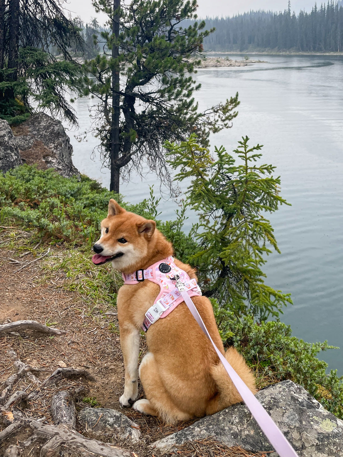 Exploration Lite No-Pull Dog Harness - Taro Milk Tea (SECONDS - FINAL SALE)