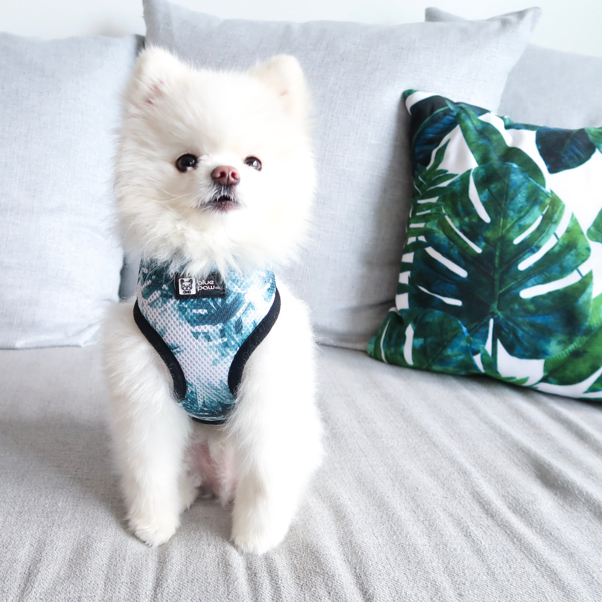 Classic Dog Harness - Posh Palms - Blue Paw Co.