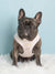 Step-In Dog Harness - Almond Nude (SECONDS - FINAL SALE)