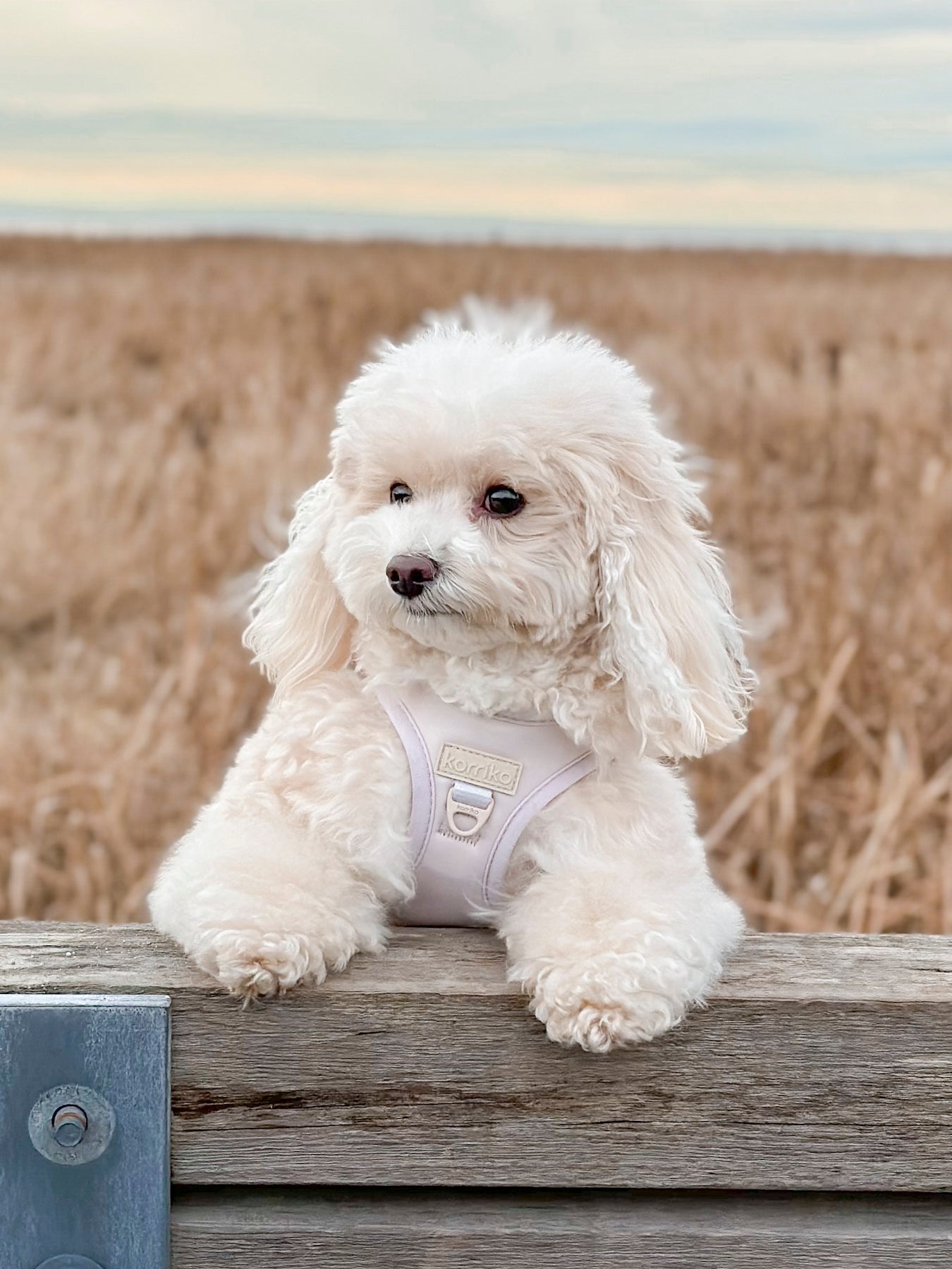 Step-In Dog Harness - Almond Nude (SECONDS - FINAL SALE)