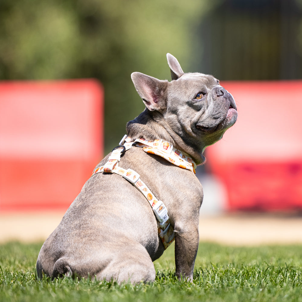 Adjustable Dog Harness - Chicken & Waffles (SECONDS - FINAL SALE)