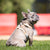 Adjustable Dog Harness - Chicken & Waffles (SECONDS - FINAL SALE)