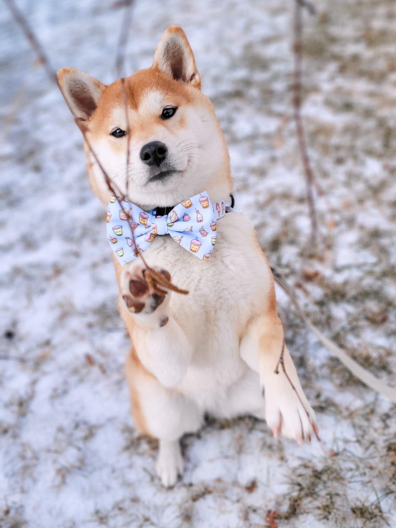 Dog Bow Tie - Boba