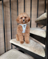 Step-In Dog Harness - Boba