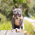 Adjustable Dog Harness - Chicken & Waffles (SECONDS - FINAL SALE)