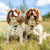 Adjustable Dog Harness - Go Bananas