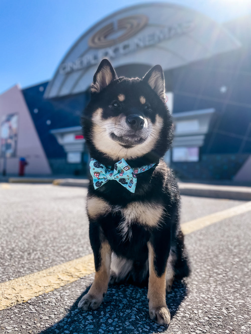 Dog Bow Tie - Pupflix (SECONDS - FINAL SALE)