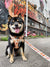 Adjustable Dog Harness - Chicken & Waffles (SECONDS - FINAL SALE)