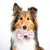 Dog Bow Tie - Ice Cream (SECONDS - FINAL SALE)