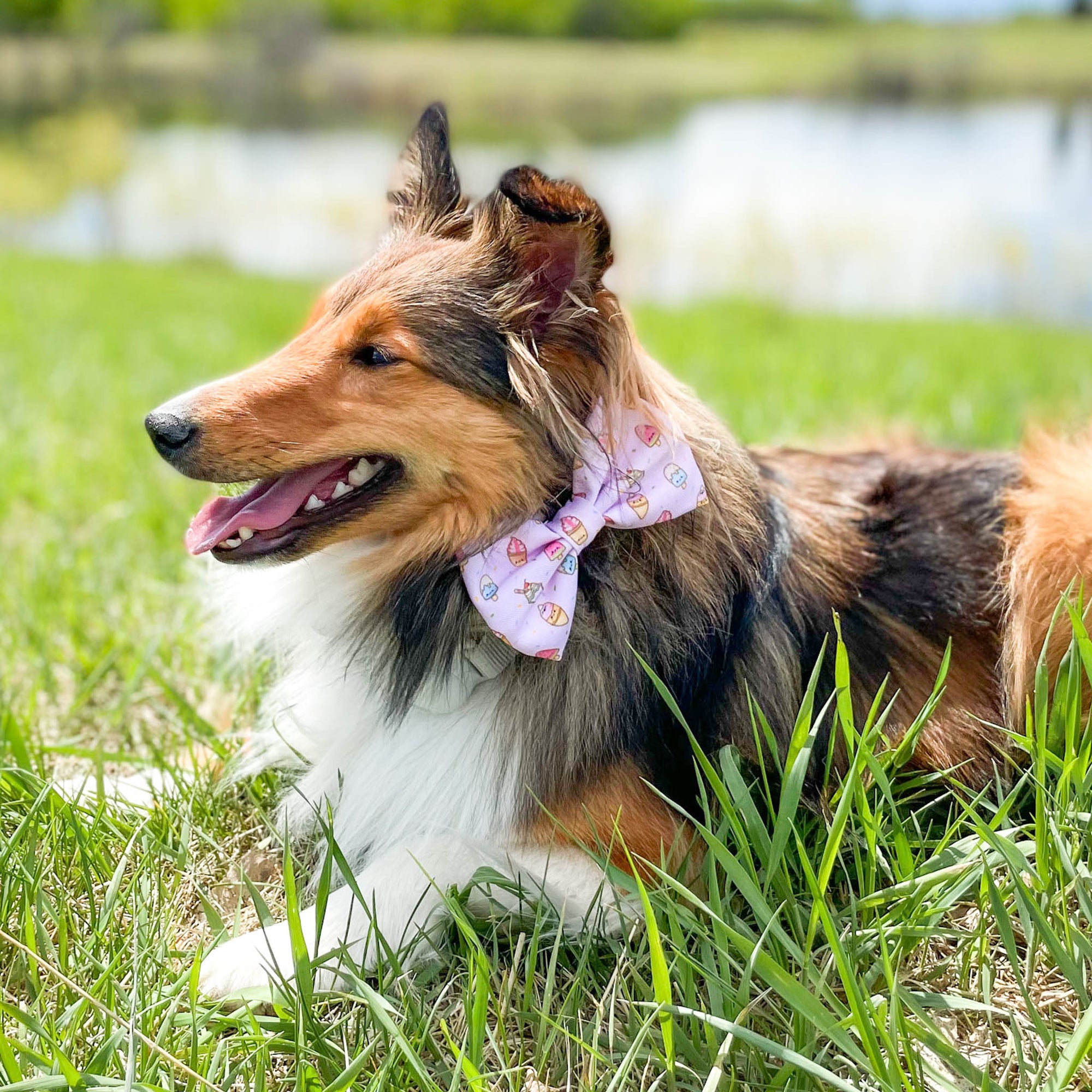 Dog Bow Tie - Ice Cream (SECONDS - FINAL SALE)