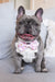 Dog Bow Tie - Ice Cream (SECONDS - FINAL SALE)