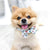Dog Bow Tie - Feel The Love (SECONDS - FINAL SALE)