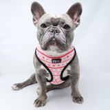 Reversible Dog Harness - Hearts & Horns (Blue Paw Co. - FINAL SALE)