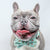 Dog Collar - Sushi (Blue Paw Co. - FINAL SALE)