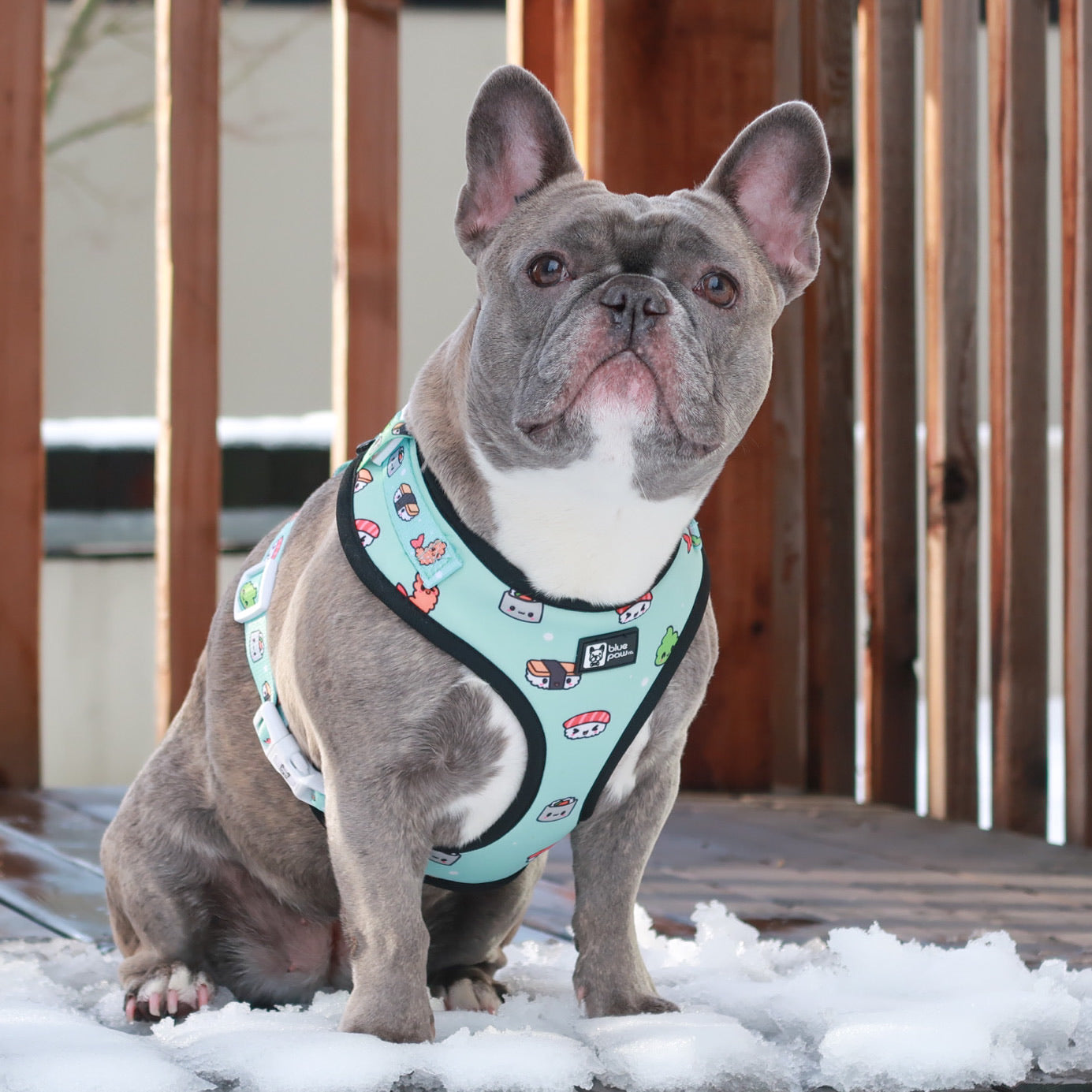 Adjustable Dog Harness - Sushi (Blue Paw Co. - FINAL SALE)