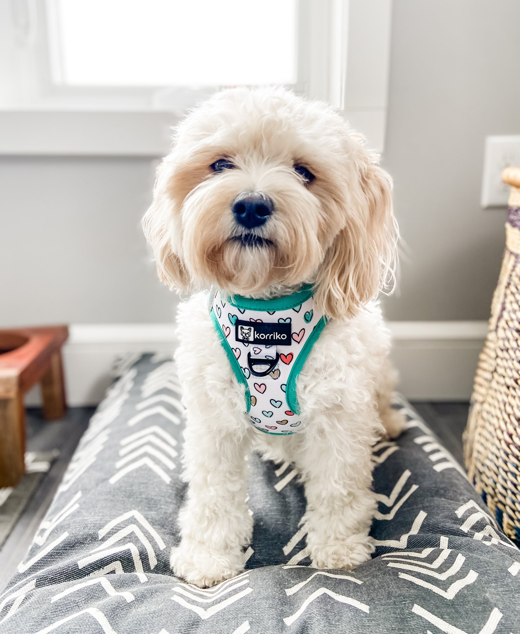 Step-In Dog Harness - Feel The Love