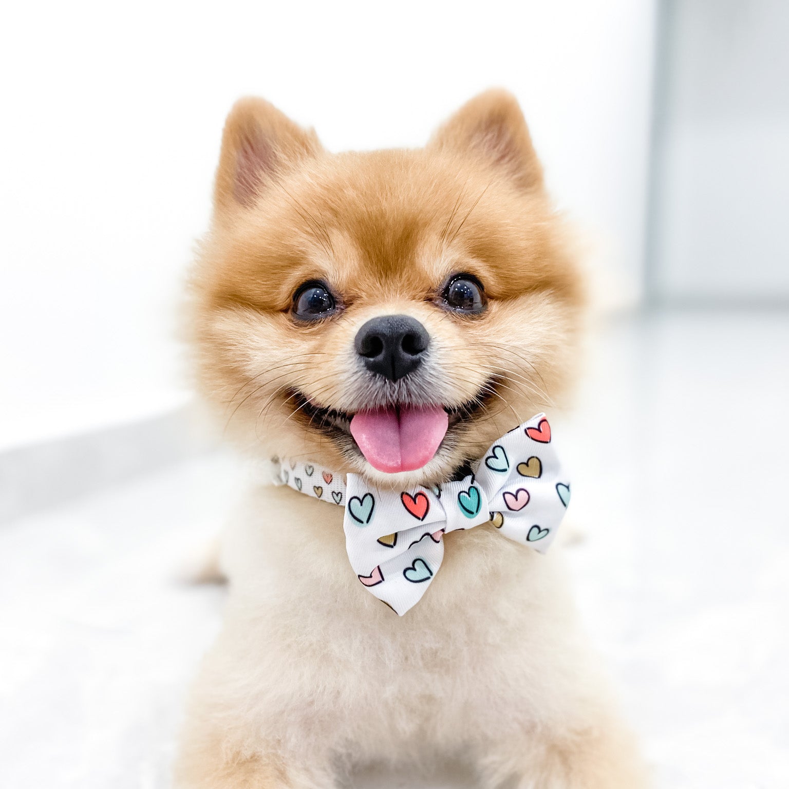 Dog Bow Tie - Feel The Love (SECONDS - FINAL SALE)