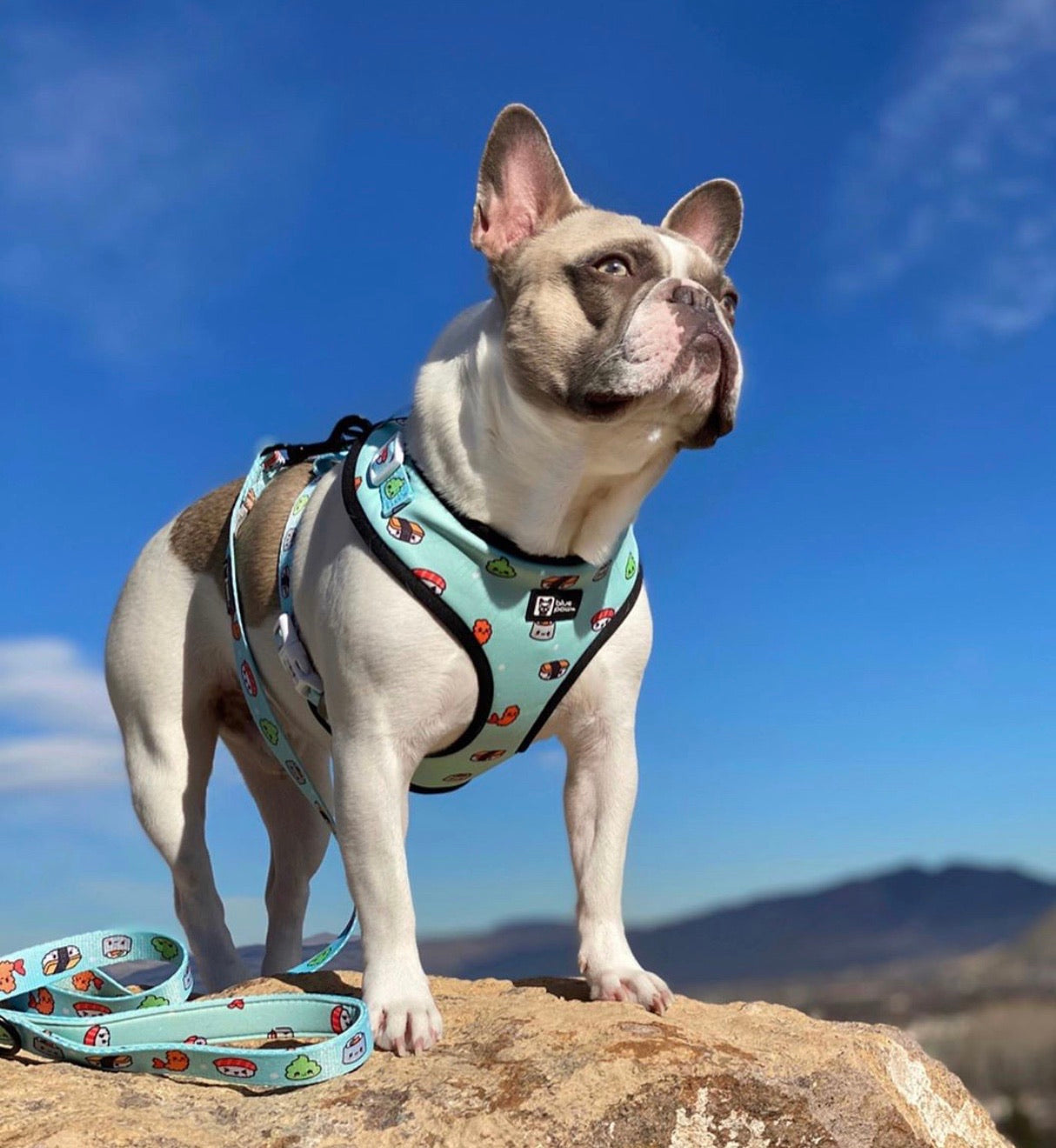 Adjustable Dog Harness - Sushi (Blue Paw Co. - FINAL SALE)