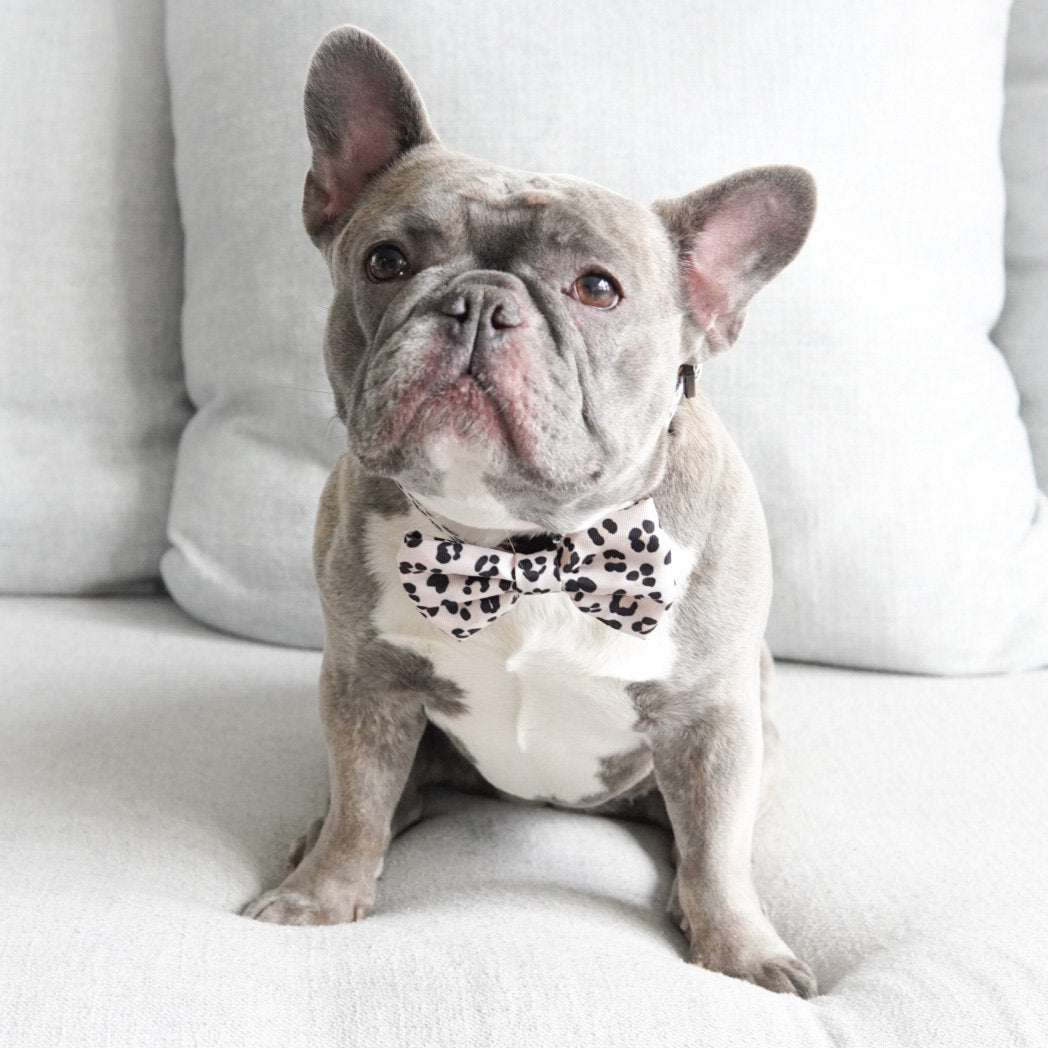 Bulldog with on sale bow tie