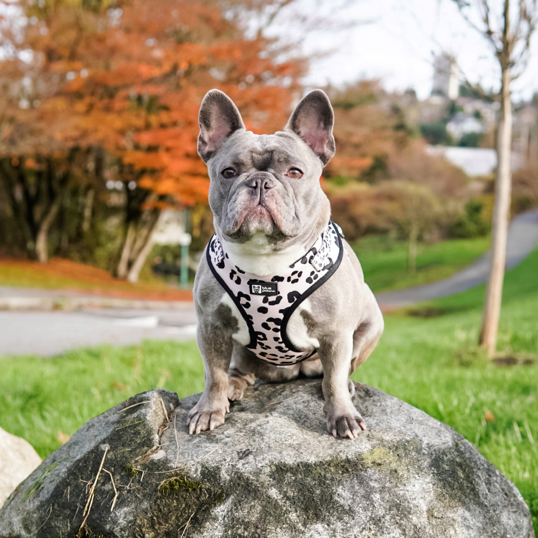 Adjustable Dog Harness - Leopard (BPC - SECONDS - FINAL SALE)