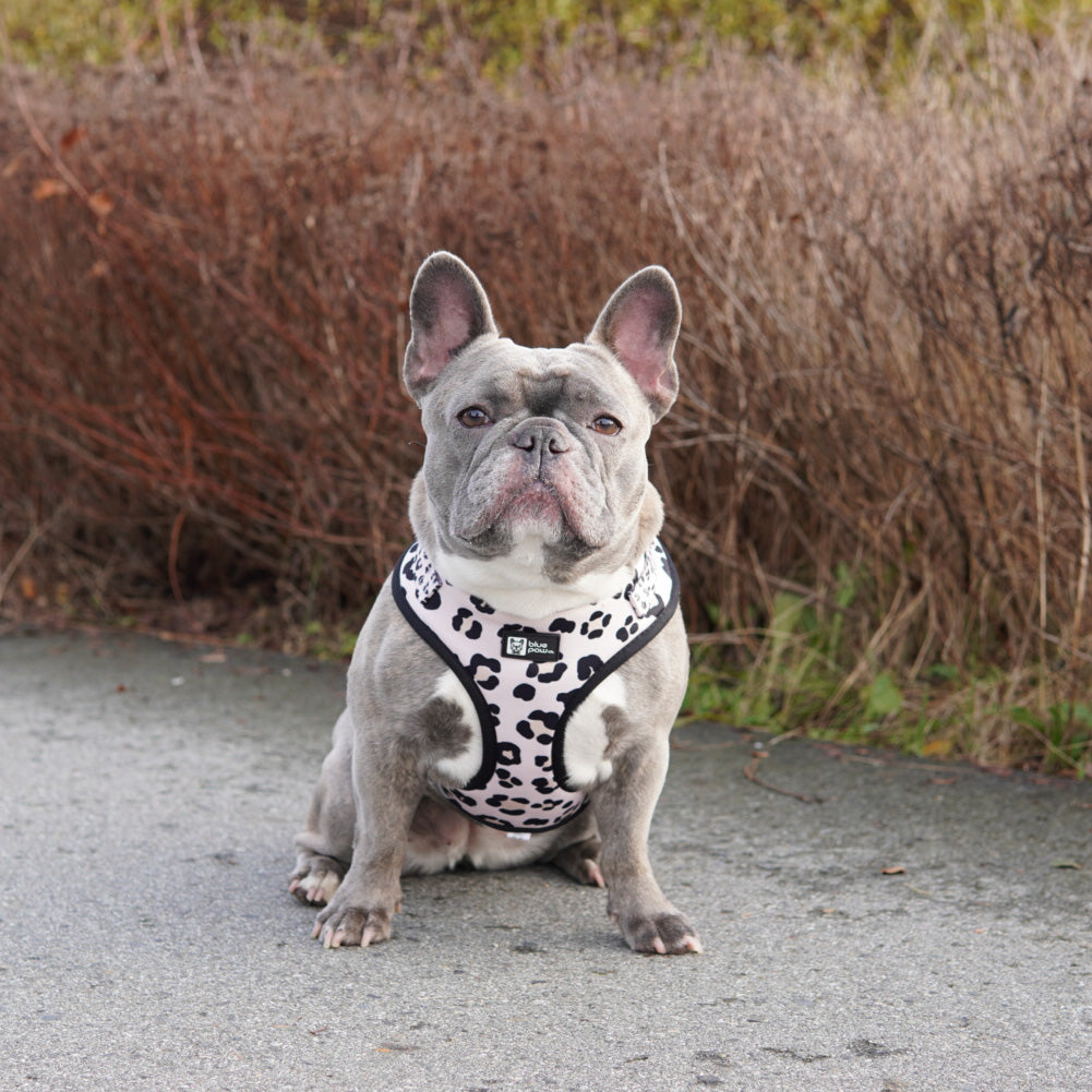 Adjustable Dog Harness - Leopard (BPC - SECONDS - FINAL SALE)