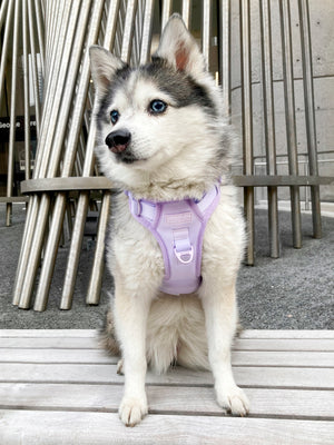 Exploration Lite No-Pull Dog Harness - Lilac