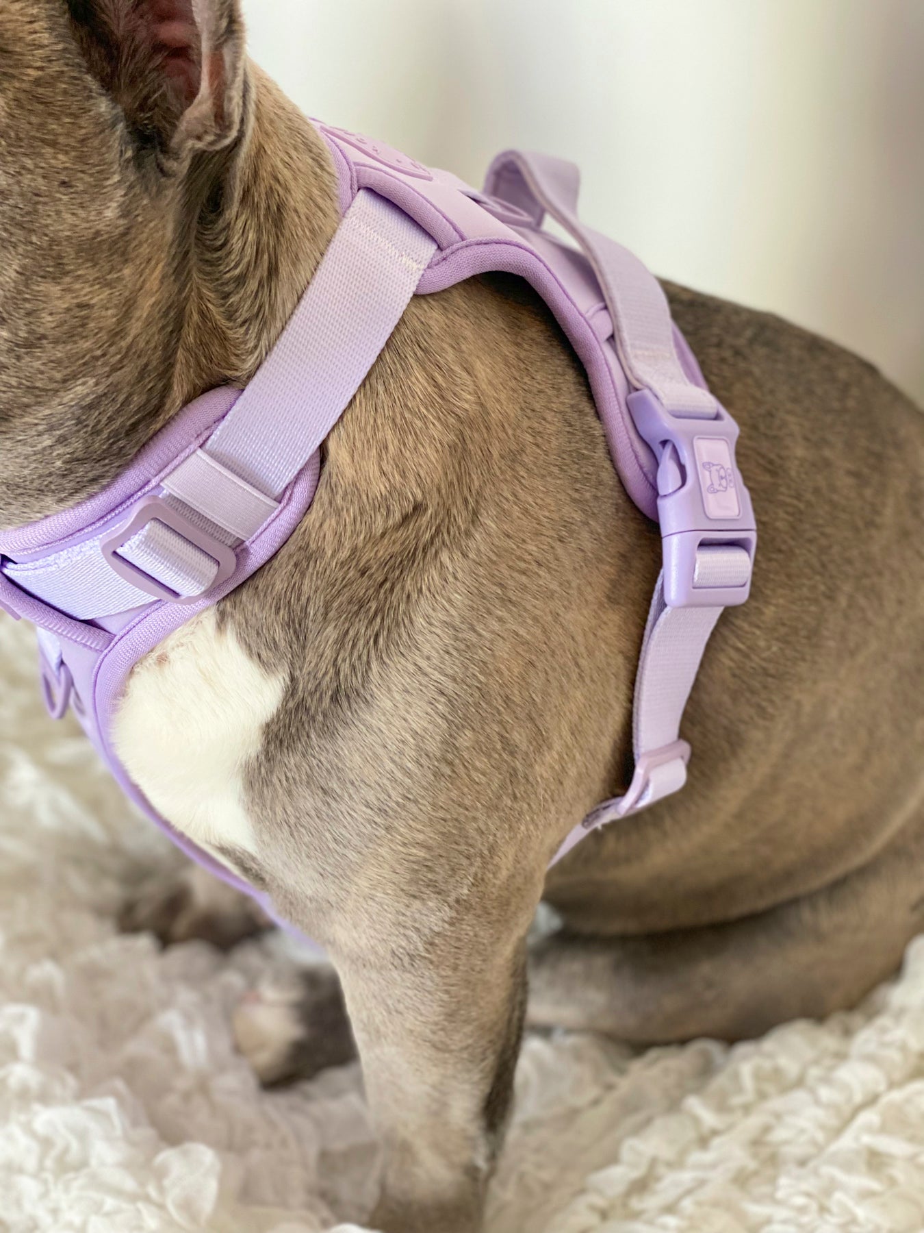 Exploration Lite No-Pull Dog Harness - Lilac (Final Sale)