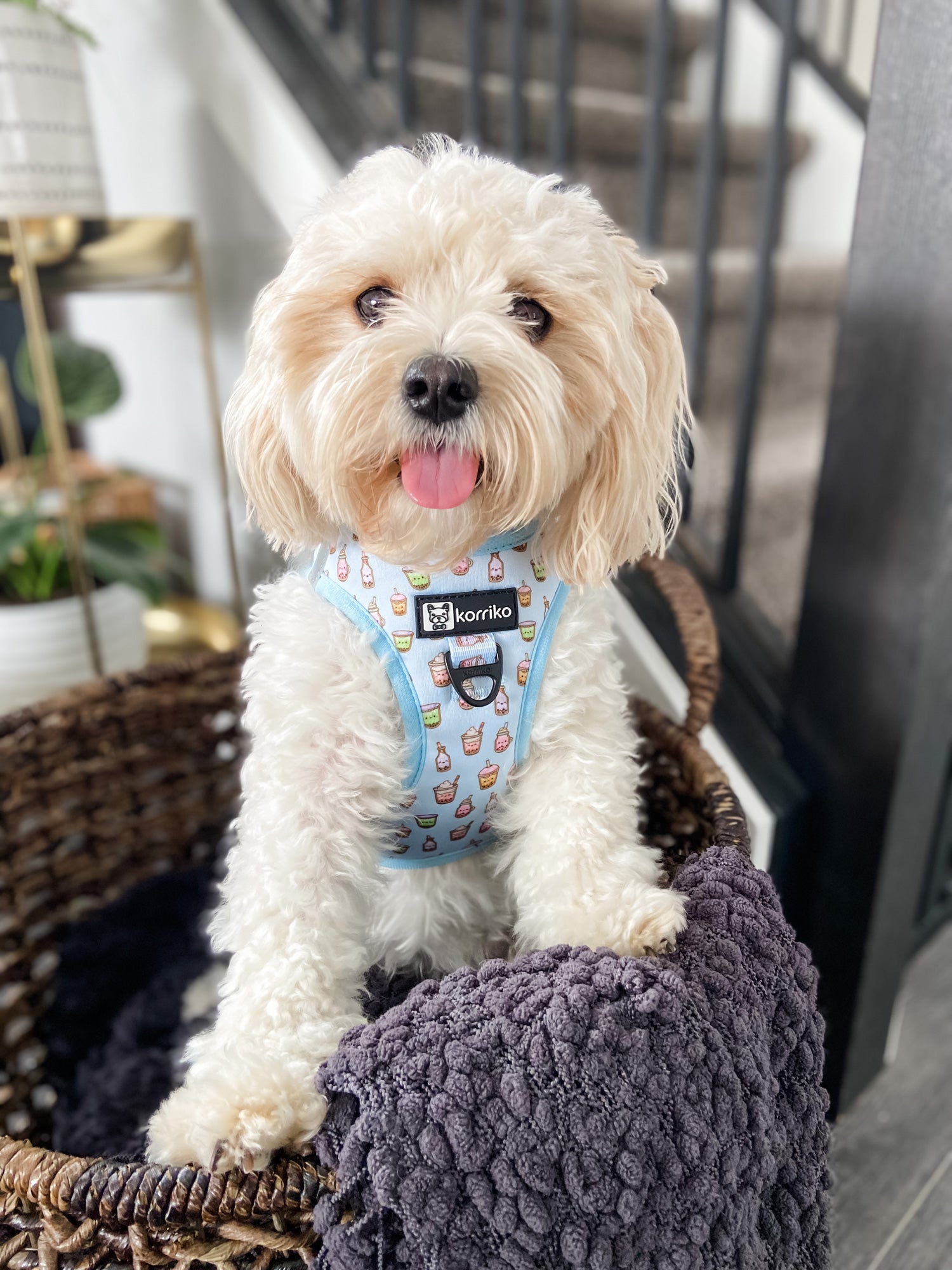 Step-In Dog Harness - Boba
