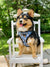 Reversible Dog Harness - Milky Way (SECONDS - FINAL SALE)