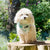 Adjustable Dog Harness - Mint Sakura (SECONDS - FINAL SALE)