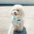 Adjustable Dog Harness - Mint Sakura (SECONDS - FINAL SALE)