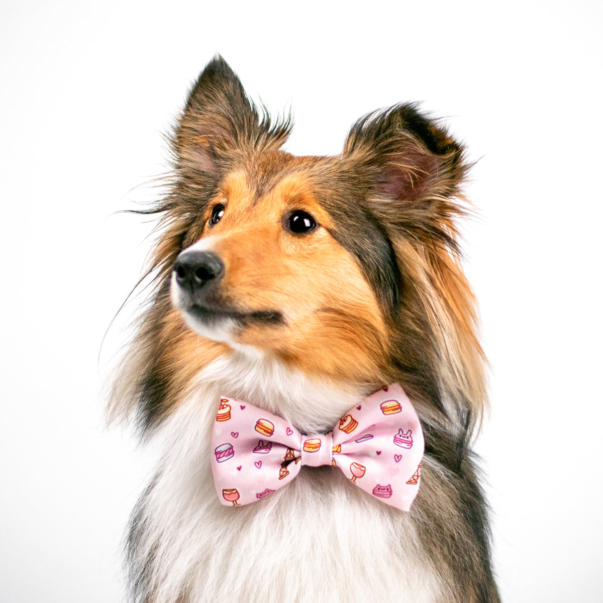 Bow tie dog bakery top