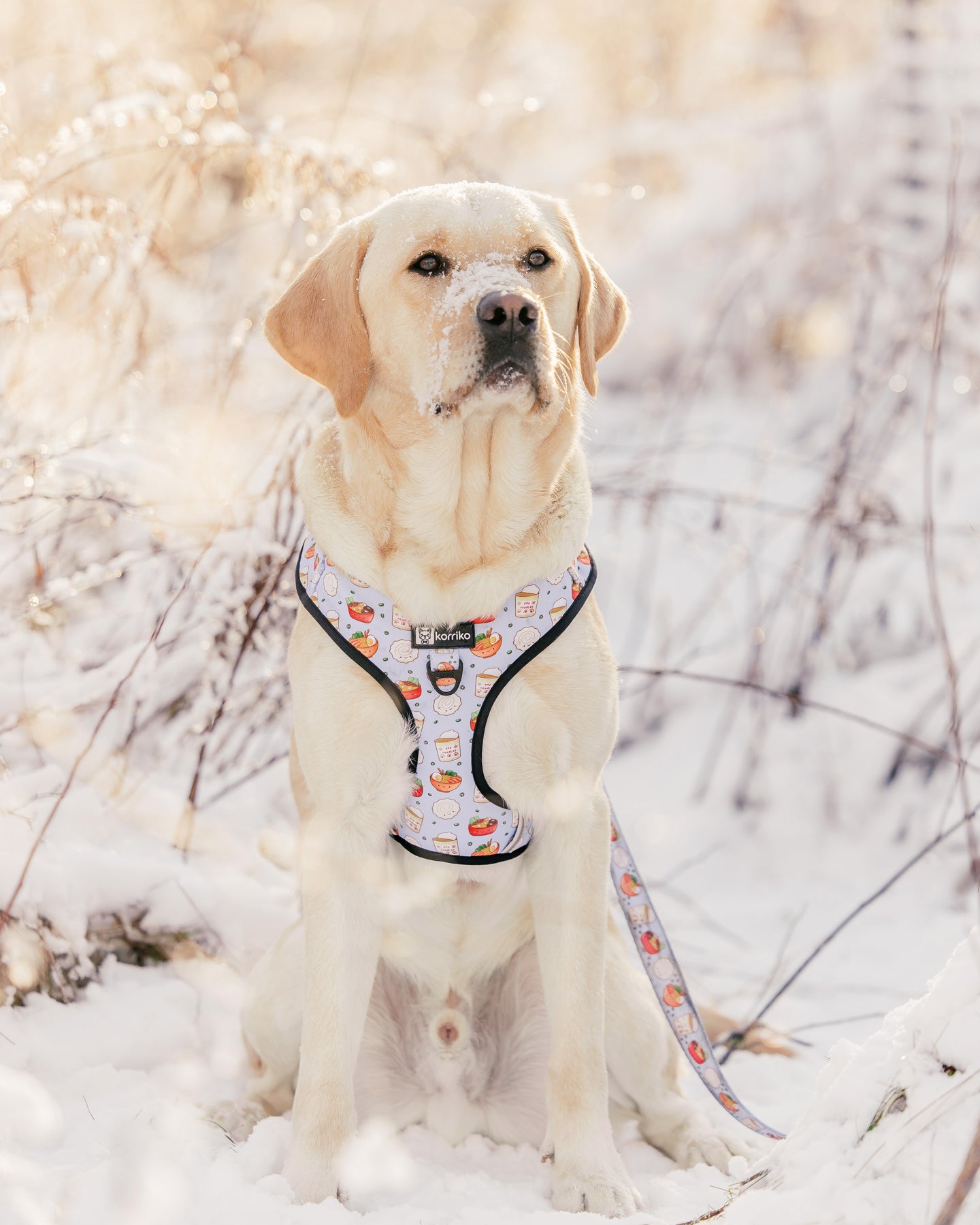 Adjustable Dog Harness - Ramen