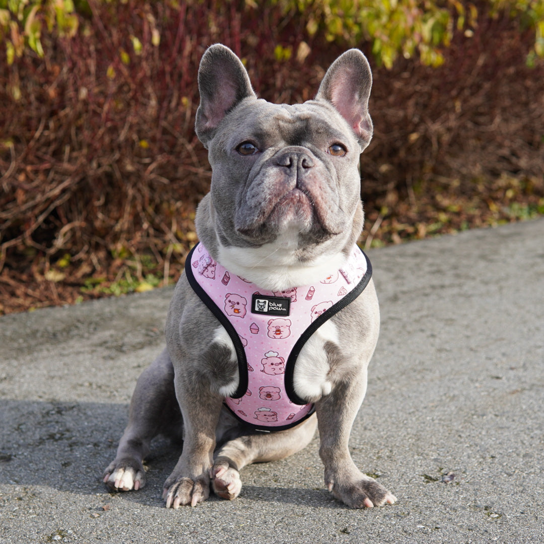 Adjustable Dog Harness - Piggin' Out (Blue Paw Co. - FINAL SALE)
