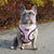 Adjustable Dog Harness - Piggin' Out (Blue Paw Co. - FINAL SALE)