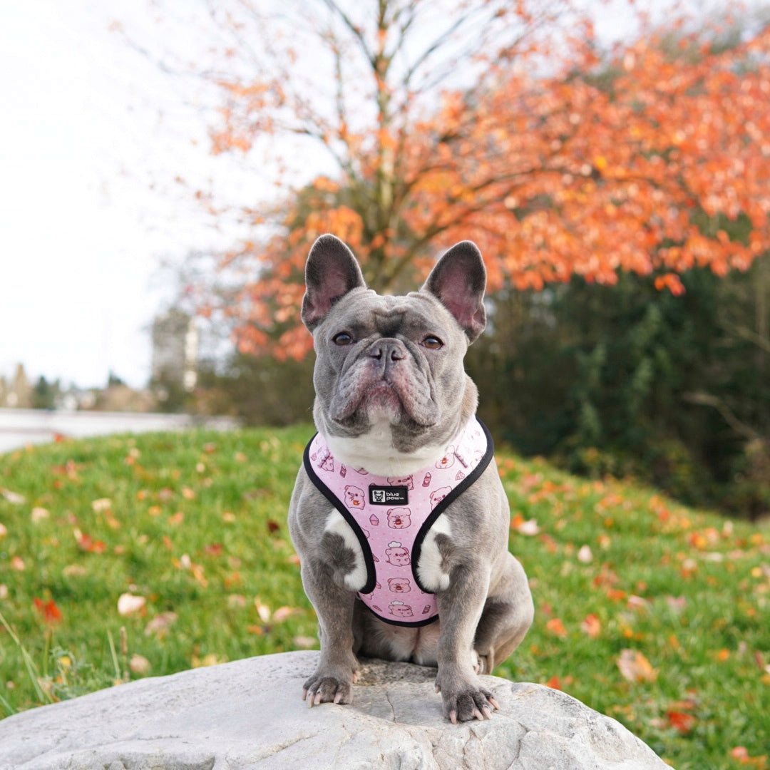 Adjustable Dog Harness - Piggin' Out (Blue Paw Co. - FINAL SALE)
