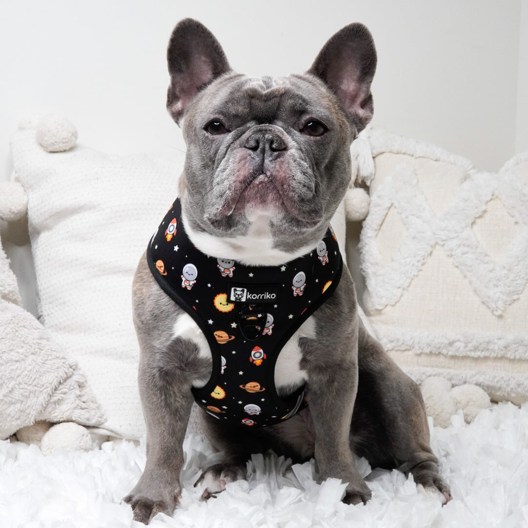 Classic No-Pull Dog Harness - Space Cadet (Final Sale)