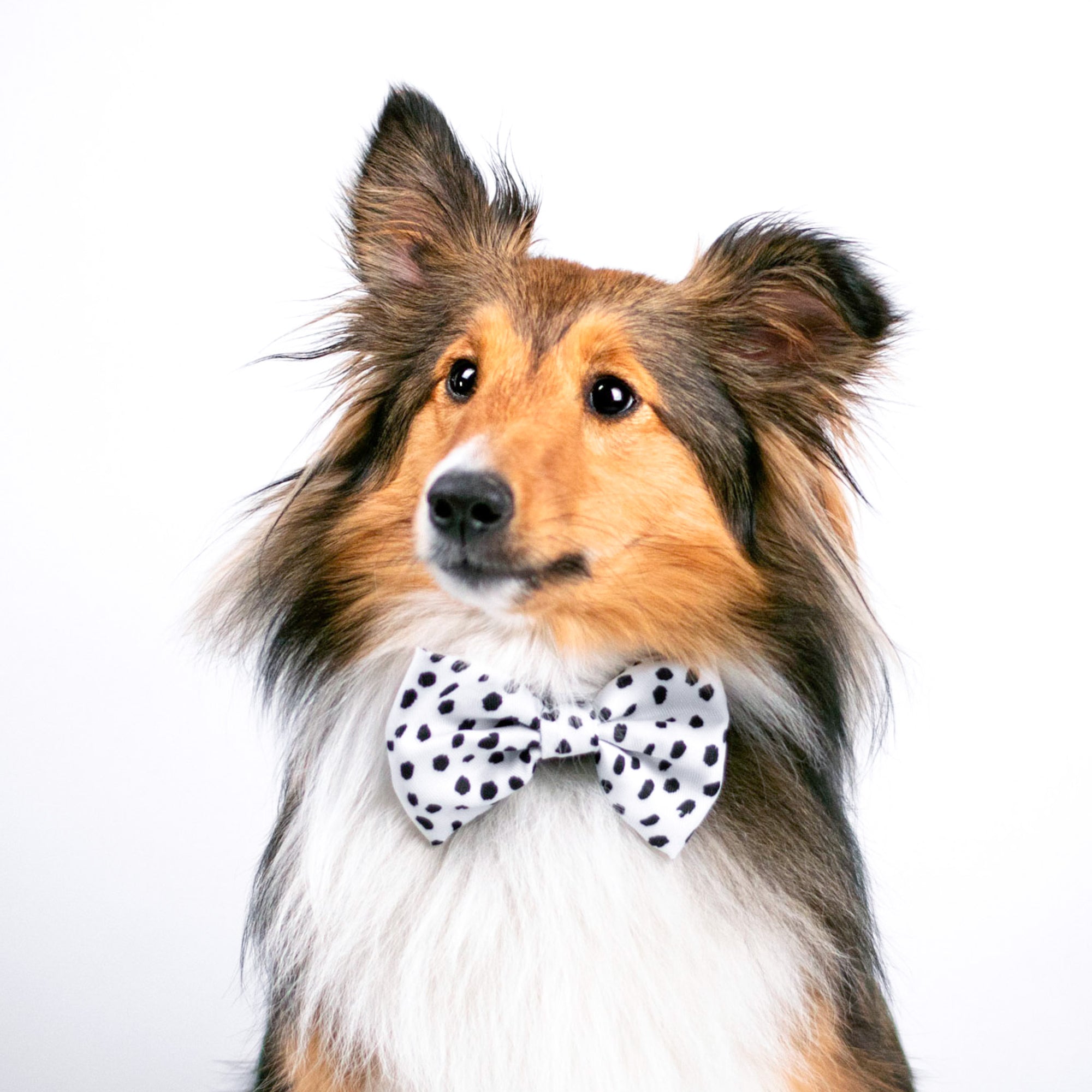 Dog Bow Tie - Spotted (Final Sale)