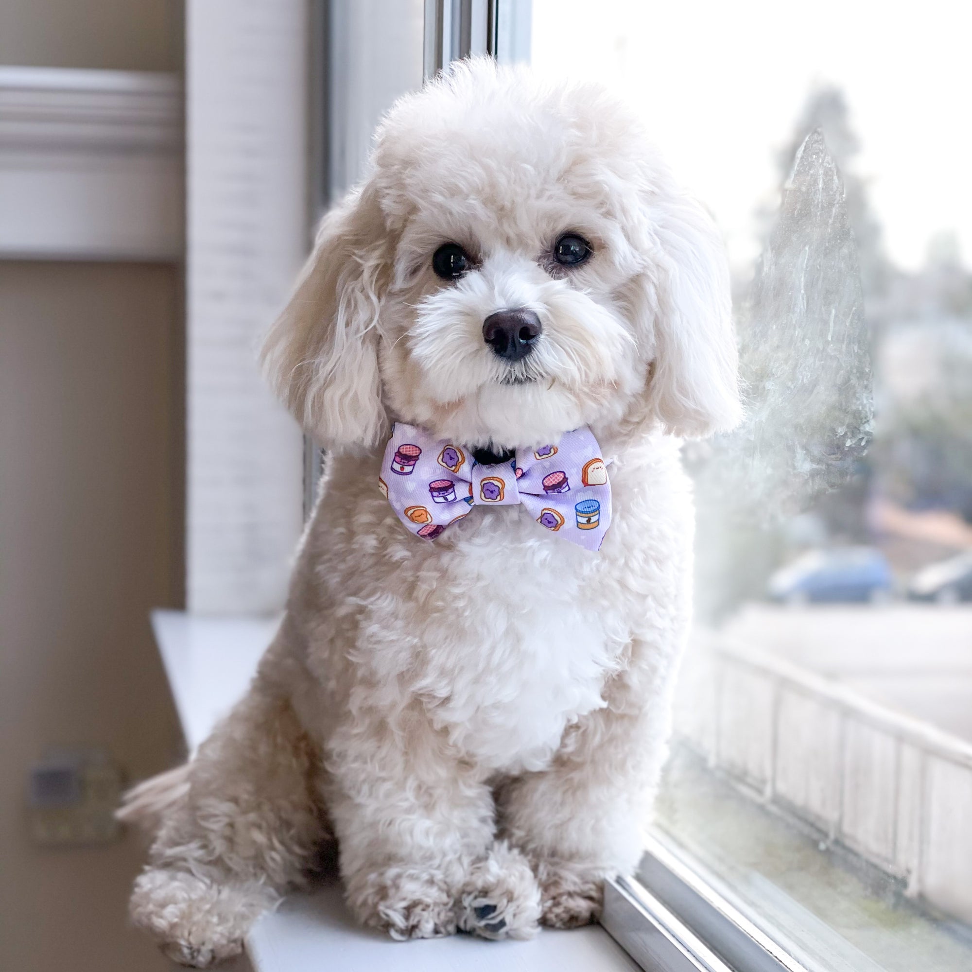 Puppy bow tie hotsell