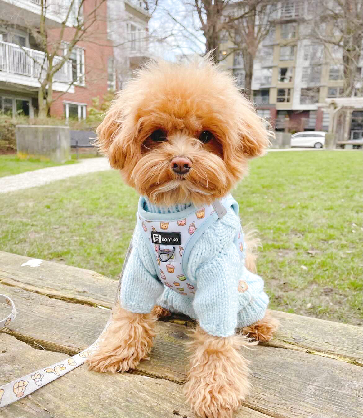 Step-In Dog Harness - Boba